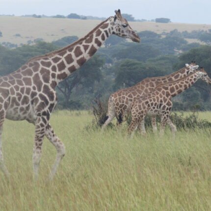 Giraffes in the wild